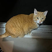 Garfield is registered to the contest to win money with this photo: cat, ginger_cat, tabby, windowsill, night, pet, animal, feline, indoor, curious, looking, whiskers, ears, tail, window, dark_background, house, domestic_cat, fur, mammal