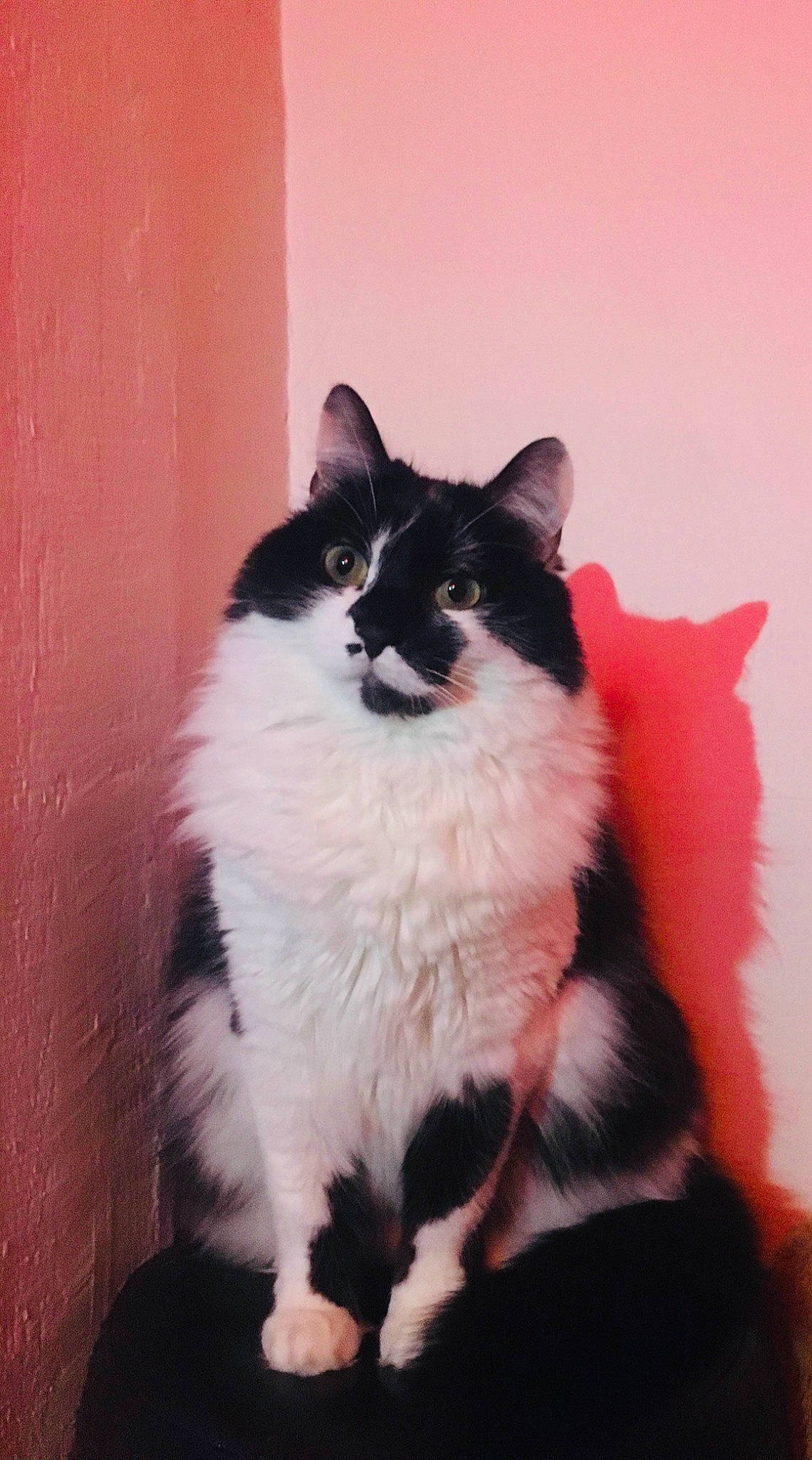 Rubi participe au concours pour gagner de l'argent avec cette photo : art, british_longhair, carnivore, cat, domestic_short_haired_cat, felidae, flooring, fur, paw, plant, sitting, small_to_medium_sized_cats, snout, tail, whiskers, window