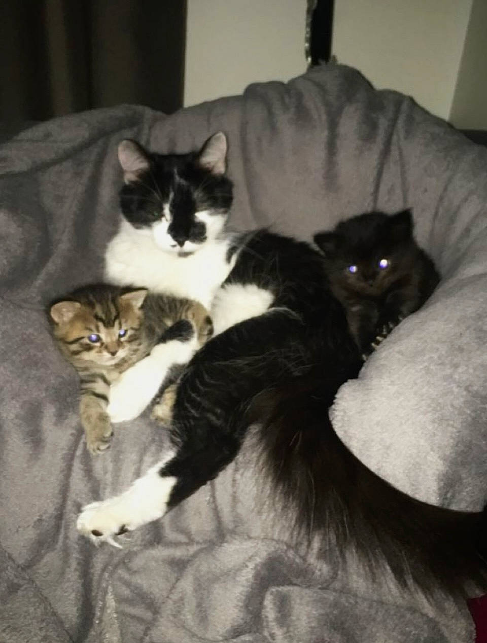 Rubi a rejoint le concours — aidez-le/la à gagner de superbes lots ! carnivore, cat, cloud, comfort, domestic_short_haired_cat, felidae, formal_wear, fur, grey, lap, linens, mammal, monochrome, monochrome_photography, paw, room, small_to_medium_sized_cats, tail, vertebrate, whiskers