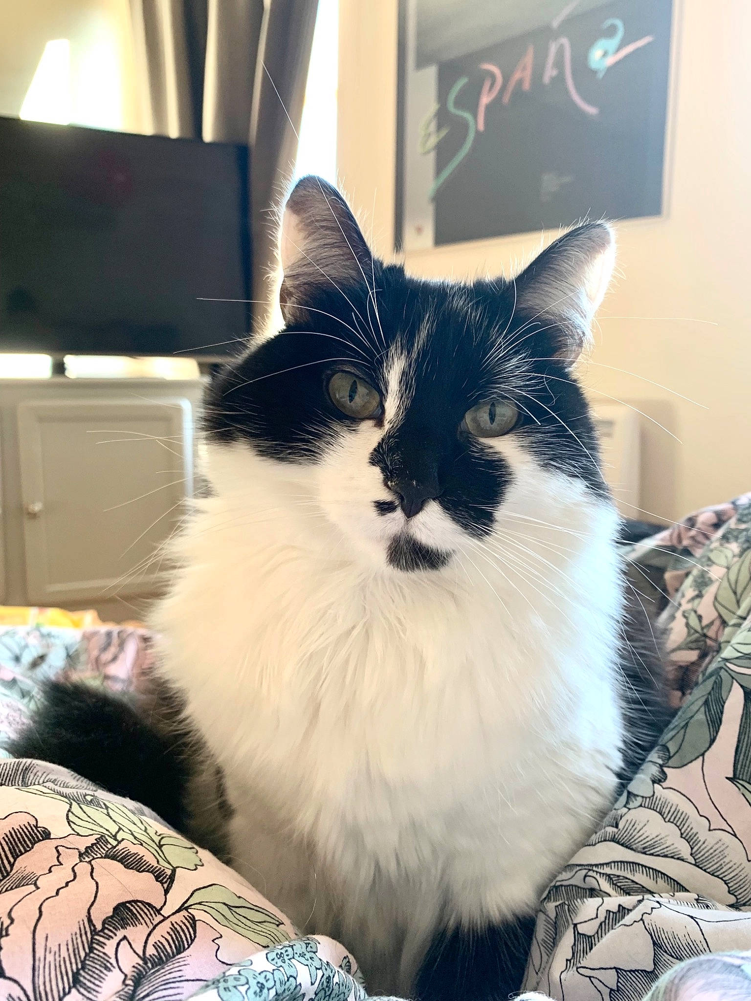 Rubi participe au concours pour gagner de l'argent avec cette photo : box, cardboard, carnivore, cat, comfort, domestic_short_haired_cat, felidae, fur, home_appliance, monochrome_photography, paw, peripheral, room, sitting, small_to_medium_sized_cats, snout, square, tail, whiskers, window