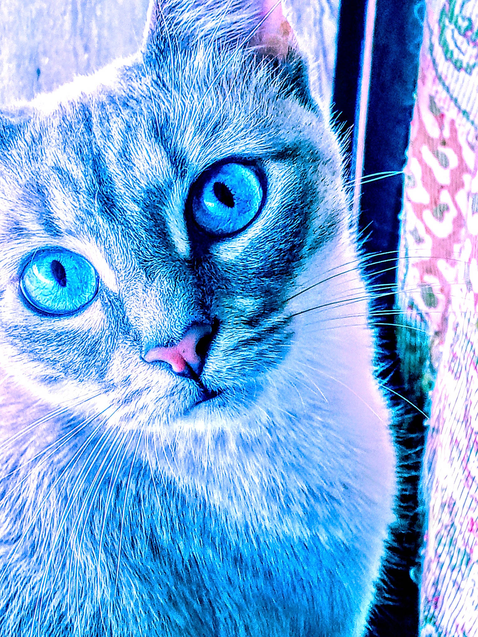 Rosie Rose Poirrier joined the competition — help win amazing prizes! art, azure, blue, carnivore, cat, close_up, domestic_short_haired_cat, electric_blue, felidae, fur, illustration, iris, magenta, organism, painting, small_to_medium_sized_cats, snout, terrestrial_animal, whiskers, wildlife