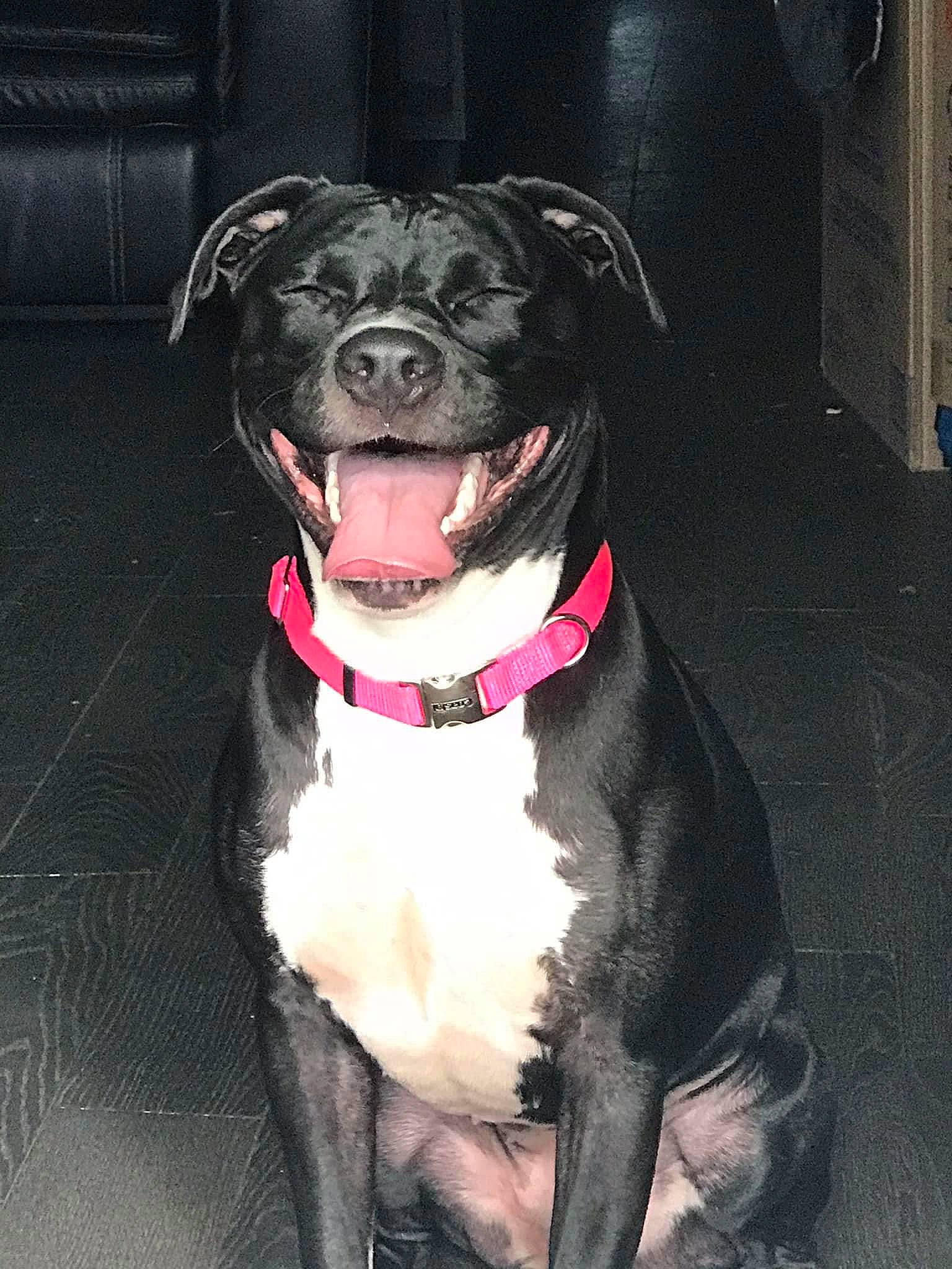 Luna joined the competition — help win amazing prizes! canidae, carnivore, collar, companion_dog, dog, dog_breed, dog_collar, fashion_accessory, fawn, fur, giant_dog_breed, leash, liver, pet_supply, pug, snout, sporting_group, whiskers, working_animal, working_dog