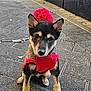 Sokka Senshi joined the competition — help win amazing prizes! puppy, dog, pet, red_sweater, pom_pom, sidewalk, urban, outdoor, leash, curious, cute, young_dog, pavement, plant, greenery, black_and_tan, small_dog, canine, sitting, daylight