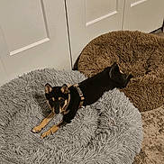 Sokka Senshi joined the competition — help win amazing prizes! dog, pet_bed, fluffy, indoor, carpet, black_and_tan, relaxed, cozy, fur, animal, bedroom, door, comfort, resting, canine, floor, domestic, household, young_dog, sleeping_area