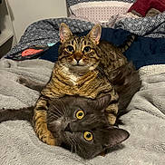 Noopy a rejoint le concours — aidez-le/la à gagner de superbes lots ! cat, tabby_cat, gray_cat, pets, playful, affectionate, bed, blanket, pillow, fur, whiskers, eyes, indoor, cozy, animal, cute, domestic_cat, friendship, feline, resting