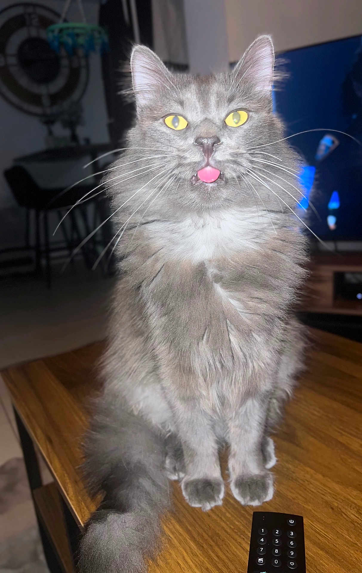 Noopy a rejoint le concours — aidez-le/la à gagner de superbes lots ! cat, gray_cat, fluffy, yellow_eyes, tongue_out, table, wooden_table, remote_control, indoor, living_room, furniture, pet, whiskers, tail, domestic_animal, cute, animal, mammal, portrait, sitting
