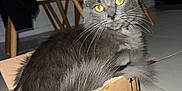 Noopy a rejoint le concours — aidez-le/la à gagner de superbes lots ! cat, gray_cat, yellow_eyes, cardboard_box, amazon_box, indoor, floor, chair_legs, curious, pet, feline, whiskers, tail, domestic_animal, cozy, box_love, close_up, fur, home, animal