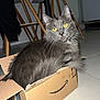 cat, gray_cat, yellow_eyes, cardboard_box, amazon_box, indoor, floor, chair_legs, curious, pet, feline, whiskers, tail, domestic_animal, cozy, box_love, close_up, fur, home, animal