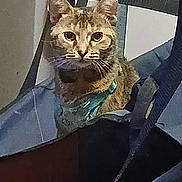 Little Foot joined the competition — help win amazing prizes! cat, tabby_cat, indoor, chair, collar, pet, animal, feline, fur, whiskers, ears, face, looking, sitting, domestic_animal, closeup, household, resting, curious, furniture