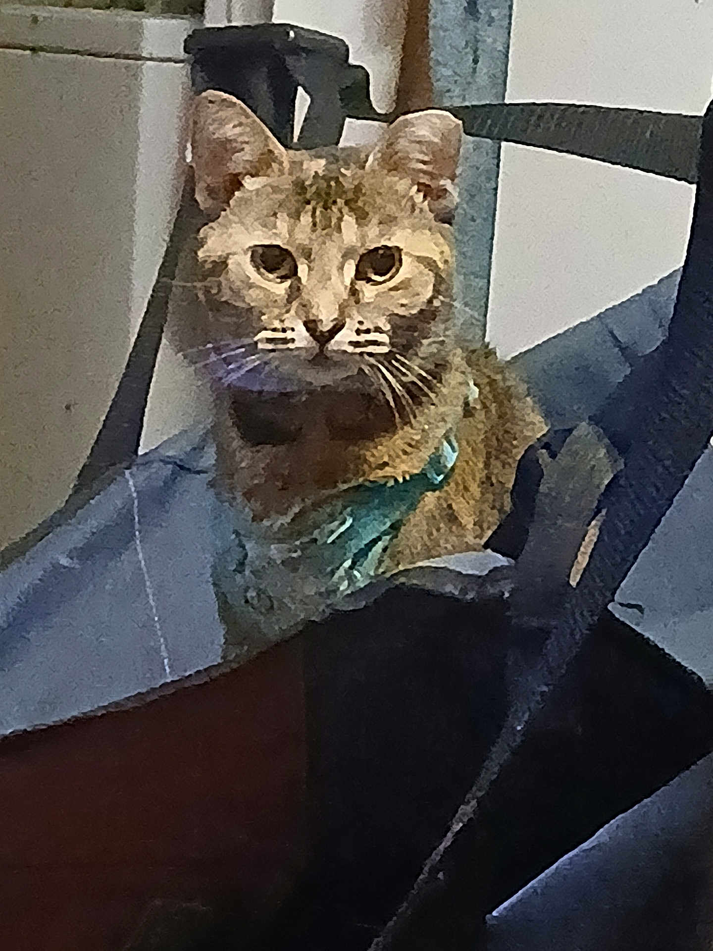 Little Foot joined the competition — help win amazing prizes! cat, tabby_cat, indoor, chair, collar, pet, animal, feline, fur, whiskers, ears, face, looking, sitting, domestic_animal, closeup, household, resting, curious, furniture