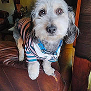 Sugar Bear is registered to the contest to win money with this photo: dog, pet, indoor, furniture, leather_chair, striped_shirt, curious, fluffy, collar, living_room, close_up, cute, domestic_animal, animal, brown, white, black, ears, paw, seat