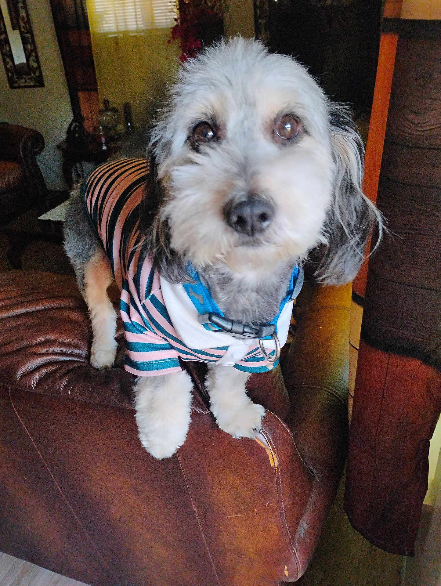 Sugar Bear is registered to the contest to win money with this photo: dog, pet, indoor, furniture, leather_chair, striped_shirt, curious, fluffy, collar, living_room, close_up, cute, domestic_animal, animal, brown, white, black, ears, paw, seat