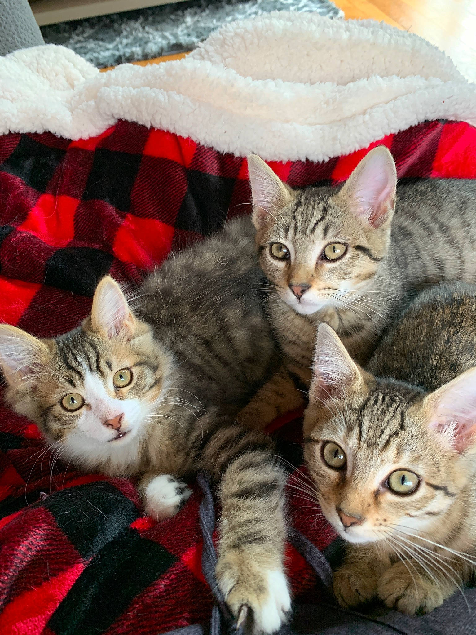 Gilbert joined the competition — help win amazing prizes! american_shorthair, american_wirehair, asian, australian_mist, california_spangled, carnivore, cat, domestic_short_haired_cat, dragon_li, egyptian_mau, european_shorthair, felidae, kitten, mammal, pixie_bob, small_to_medium_sized_cats, tabby_cat, vertebrate, whiskers