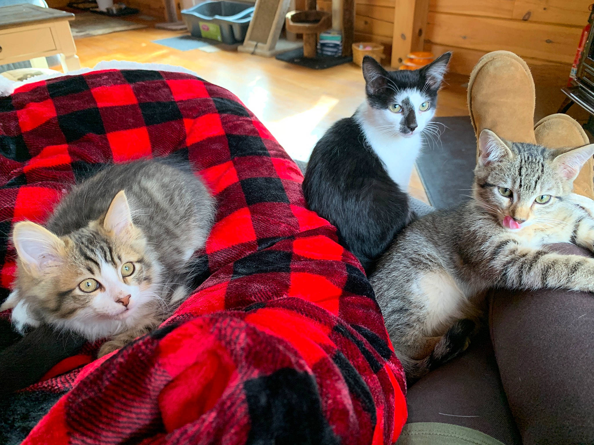 Gilbert joined the competition — help win amazing prizes! american_shorthair, american_wirehair, asian, carnivore, cat, domestic_short_haired_cat, european_shorthair, felidae, fur, kitten, lap, mammal, small_to_medium_sized_cats, tabby_cat, vertebrate, whiskers