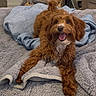 dog, puppy, brown_dog, fluffy, curly_fur, long_hair, happy, smiling, tongue_out, open_mouth, sitting, indoor, bedroom, bed, blanket, cozy, pet, portrait, animal, home