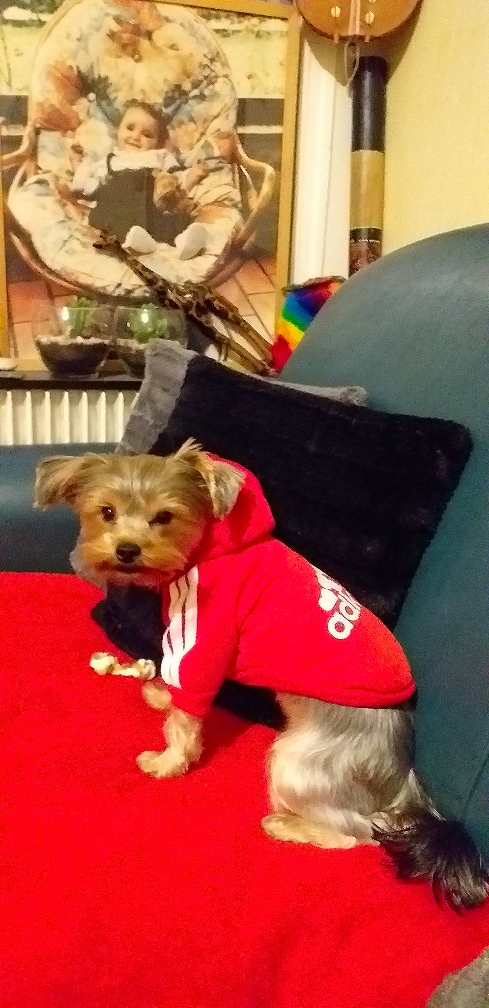 Zoanne participe au concours pour gagner de l'argent avec cette photo : carnivoran, dog, dog_breed, dog_breed_group, dog_like_mammal, flooring, fun, joy, mammal, person, puppy, toddler, vertebrate