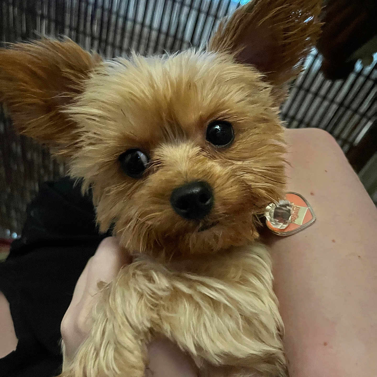 Cocoa Bean joined the competition — help win amazing prizes! dog, small_dog, pet, cute, ears, fur, brown_fur, black_eyes, close_up, holding, hand, person, indoor, blurred_background, collar, tag, animal, companion, friendly, portrait