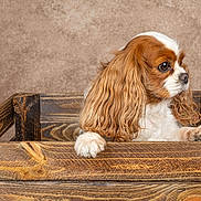 Ravissante participe au concours pour gagner de l'argent avec cette photo : animal, background, box, brown, cavalier_king_charles_spaniel, close_up, cute, dog, ears, fur, indoor, looking_away, pet, portrait, puppy, texture, white, wood, wooden_crate, young