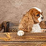 animal, background, box, brown, cavalier_king_charles_spaniel, close_up, cute, dog, ears, fur, indoor, looking_away, pet, portrait, puppy, texture, white, wood, wooden_crate, young
