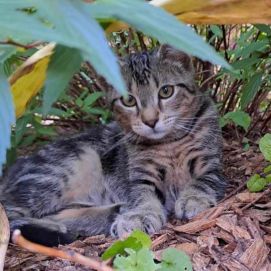 Tartuffe a rejoint le concours — aidez-le/la à gagner de superbes lots ! animal, backyard, cat, grass, green, herbal, herbs, jungle, kitten, land, leaf, nature, outdoors, pet, plant, rainforest, soil, tree, vegetation, zoo