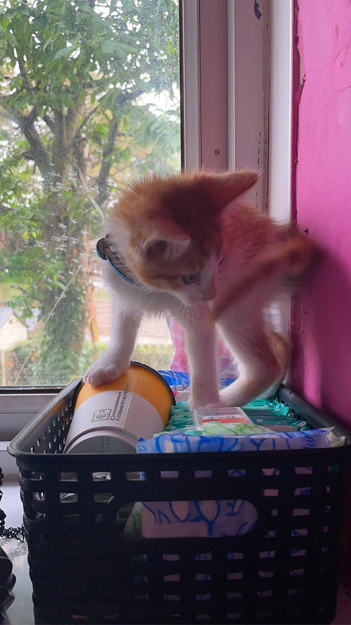 Cali is registered to the contest to win money with this photo: box, canidae, carnivore, companion_dog, dog_breed, fawn, felidae, fur, human_leg, sitting, small_to_medium_sized_cats, snout, sporting_group, tail, terrestrial_animal, thigh, tree, whiskers