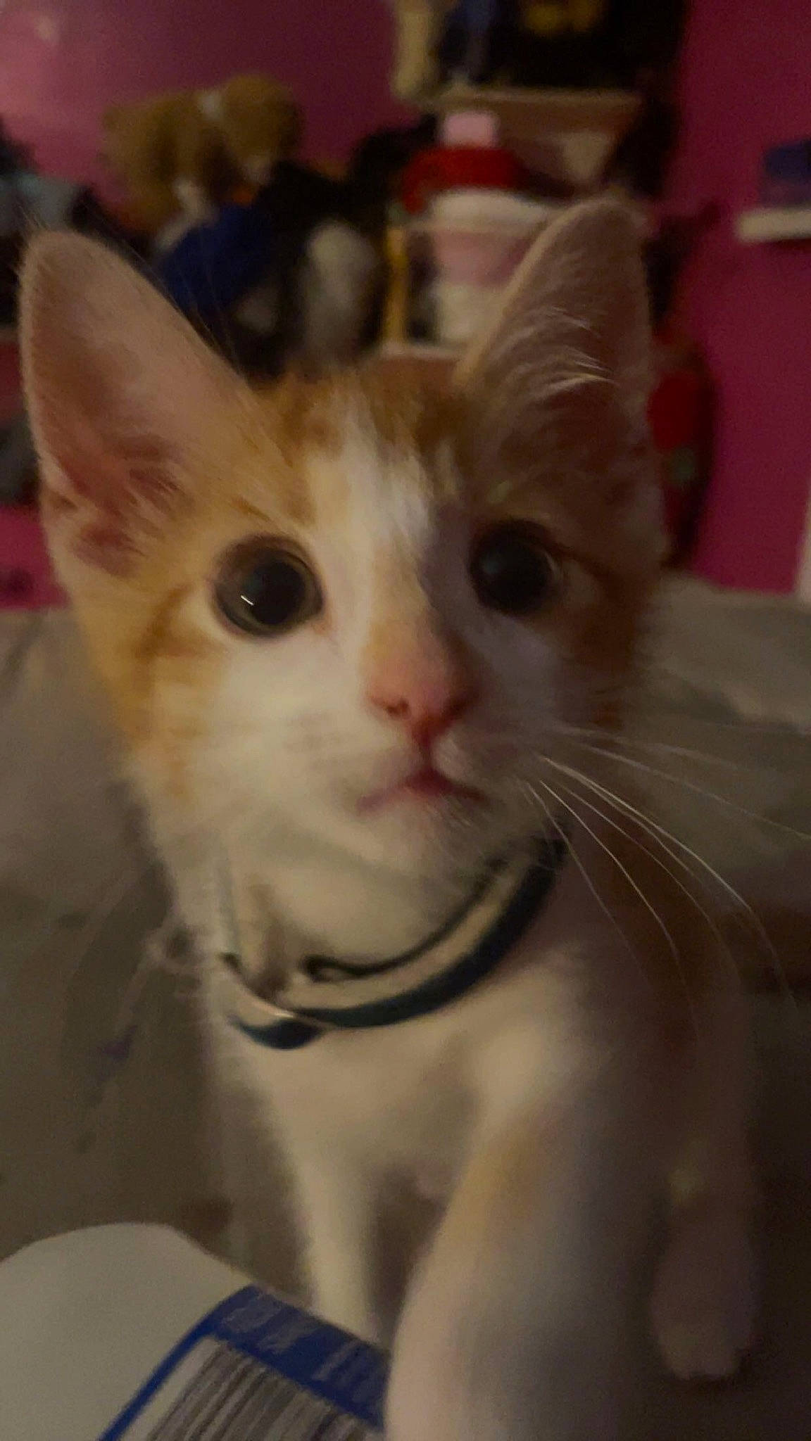 Cali is registered to the contest to win money with this photo: carnivore, cat, domestic_short_haired_cat, ear, eye, fawn, felidae, fur, small_to_medium_sized_cats, snout, whiskers