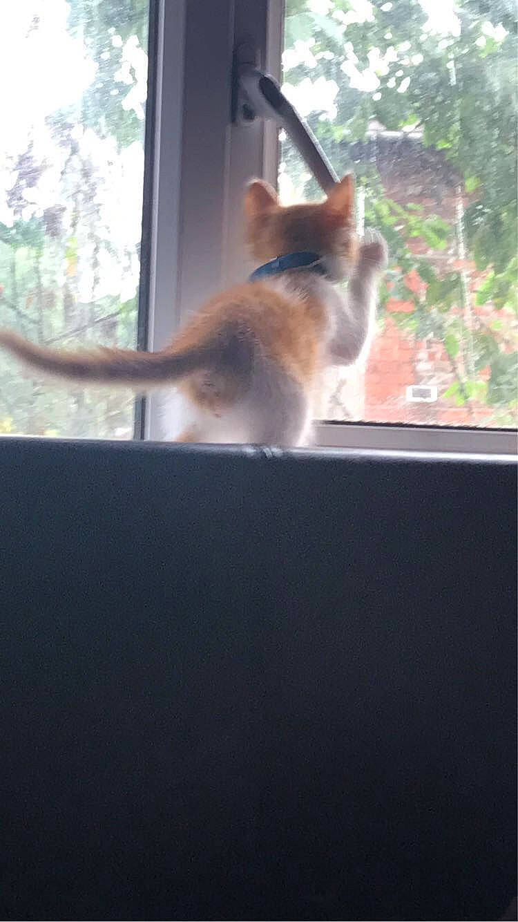 Cali is registered to the contest to win money with this photo: carnivore, cat, daylighting, fawn, felidae, fur, glass, plant, room, sash_window, shade, small_to_medium_sized_cats, tail, tints_and_shades, tree, twig, whiskers, wildlife, window, wood