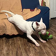 Bruce Willis is registered to the contest to win money with this photo: dog, white_dog, playing, toy, plush_toy, couch, quilt, living_room, wooden_floor, door, decorative_figure, pet, indoor, active, stretching, collar, animal, fur, ears, floor