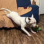 dog, white_dog, playing, toy, plush_toy, couch, quilt, living_room, wooden_floor, door, decorative_figure, pet, indoor, active, stretching, collar, animal, fur, ears, floor