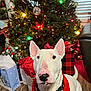 animal, black_collar, bull_terrier, celebration, christmas_tree, decorations, dog, ear, festive, gift_bags, holiday_lights, holiday_season, home, indoor, pet, red_scarf, tree_lights, white_dog, wooden_floor, wrapped_presents