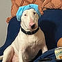 Bruce Willis is registered to the contest to win money with this photo: blue_couch, bull_terrier, can, collar, dog, drink, ears, furniture, home, indoor, paw, pet, pink_nose, relaxed, seated, snout, textile, towel, turban, white_dog