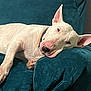 dog, bull_terrier, white_dog, resting, sleepy, couch, indoor, pet, animal, relaxed, fur, ears, paw, snout, collar, furniture, cozy, domestic_animal, side_view, living_room