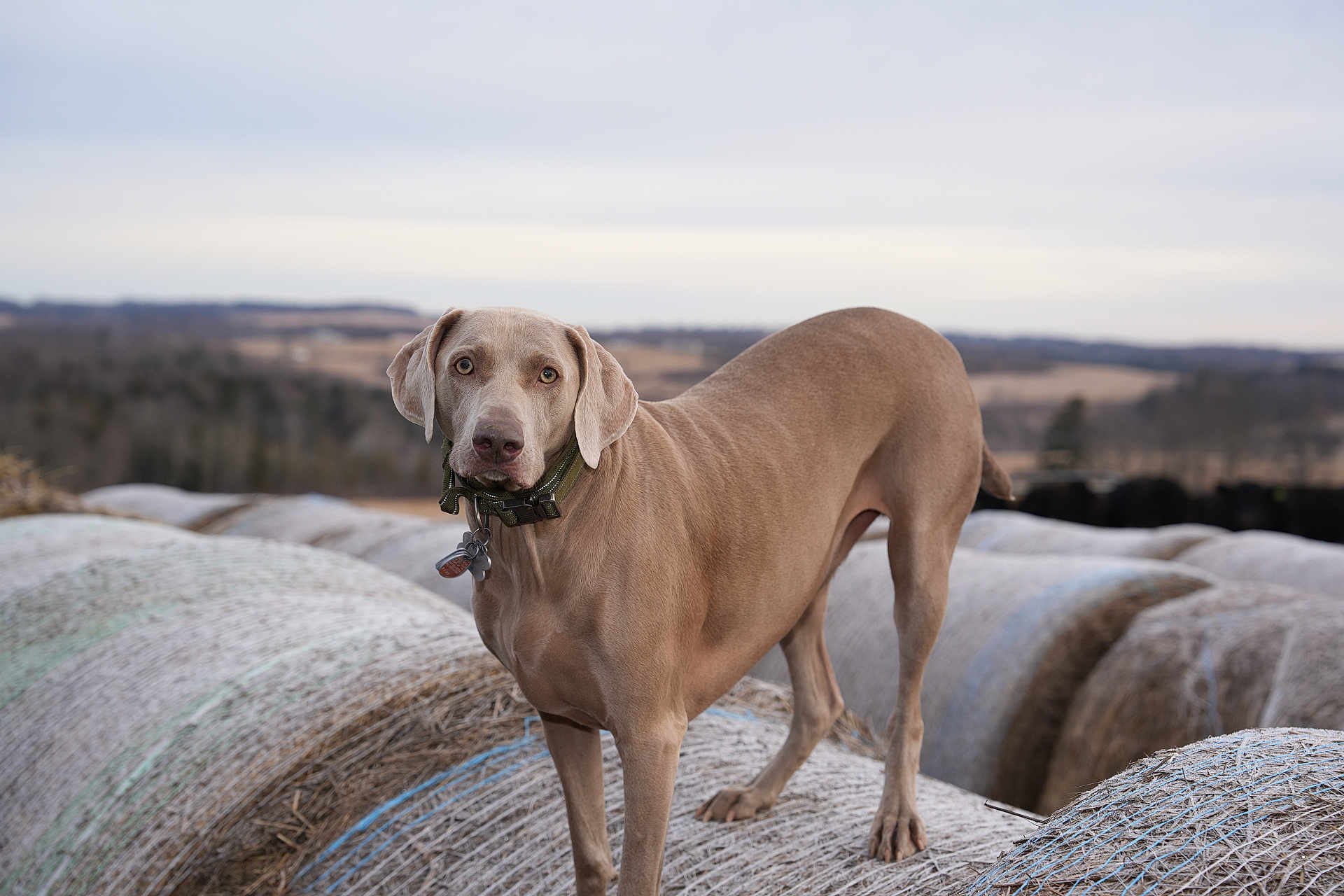 Ellie Mae