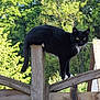 Mimi participe au concours pour gagner de l'argent avec cette photo : abyssinian, animal, architecture, backyard, blackcat, building, cat, fence, house, housing, manx, nature, outdoors, pet, plywood, porch, railing, slate, wood, yard