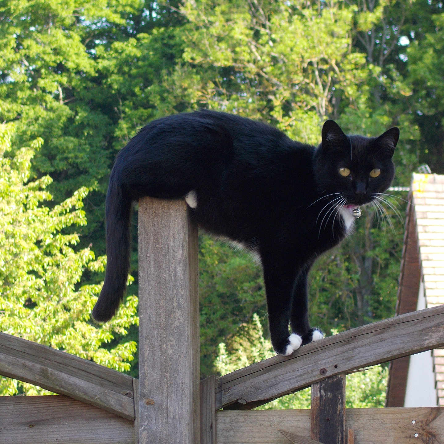 Mimi participe au concours pour gagner de l'argent avec cette photo : abyssinian, animal, architecture, backyard, blackcat, building, cat, fence, house, housing, manx, nature, outdoors, pet, plywood, porch, railing, slate, wood, yard