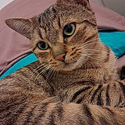 César participe au concours pour gagner de l'argent avec cette photo : animal, bed, blanket, cat, close_up, cute, domestic_cat, feline, fur, green_eyes, indoor, looking_away, mammal, pet, portrait, relaxed, resting, striped, tabby_cat, whiskers