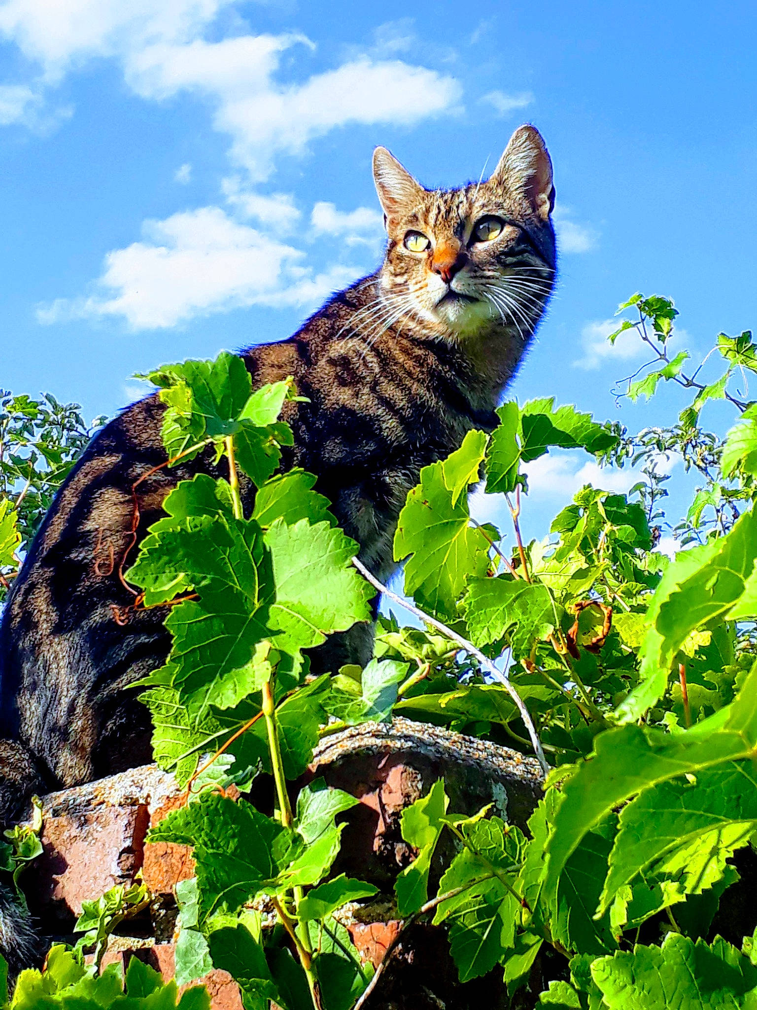 Pitou a rejoint le concours — aidez-le/la à gagner de superbes lots ! bobcat, branch, carnivore, cat, cloud, domestic_short_haired_cat, fawn, felidae, fur, grass, groundcover, lynx, plant, sky, small_to_medium_sized_cats, tail, tree, whiskers, wildlife, wood