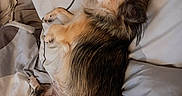 Nala participe au concours pour gagner de l'argent avec cette photo : dog, small_dog, fluffy, sleeping, relaxed, curled_up, belly_up, long_hair, tan_fur, brown_fur, black_fur, paws, tail, bed, bedding, pillows, bedroom, indoor, pet, cozy