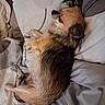 bed, bedding, bedroom, belly_up, black_fur, brown_fur, cozy, curled_up, dog, fluffy, indoor, long_hair, paws, pet, pillows, relaxed, sleeping, small_dog, tail, tan_fur