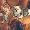 Nala participe au concours pour gagner de l'argent avec cette photo : dogs, puppies, small_dogs, long_haired, chihuahua, pet, canine, animal, sitting, leather_chair, armchair, indoor, home, furniture, brown, tan, gray, fluffy, portrait, cute