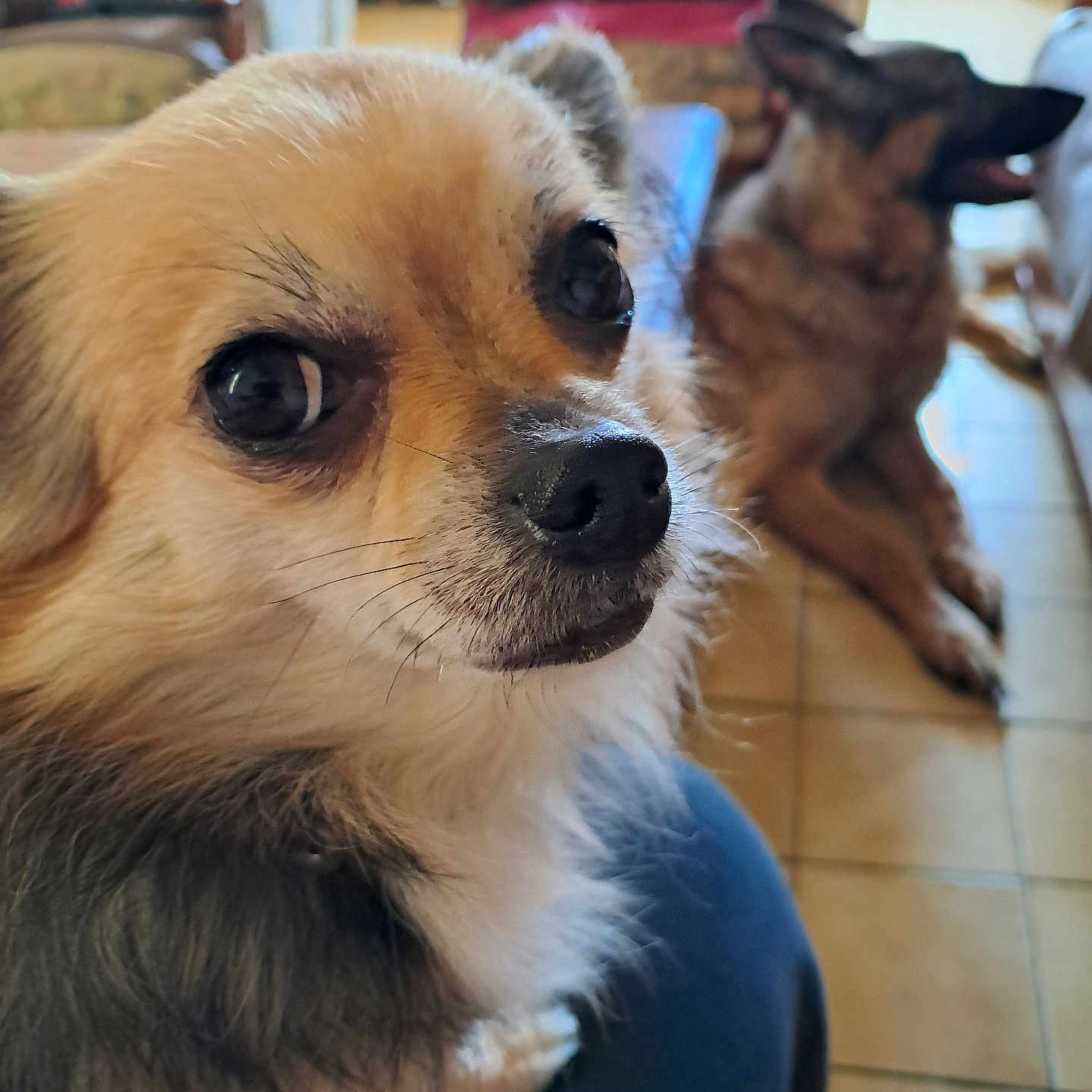 Nala a rejoint le concours — aidez-le/la à gagner de superbes lots ! dog, dogs, puppy, small_dog, fluffy, long_hair, brown, cream, black, white, portrait, close_up, foreground, background, indoors, living_room, wood_floor, sitting, open_mouth, pet