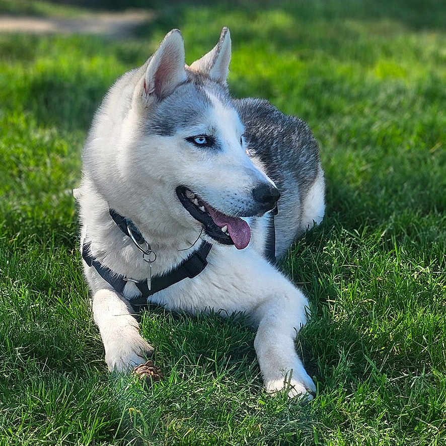 Névé participe au concours pour gagner de l'argent avec cette photo : accessories, animal, canine, dog, eskimodog, field, grass, grassland, husky, lawn, leash, nature, outdoors, park, pet, plant, puppy, strap, tree, whitedog