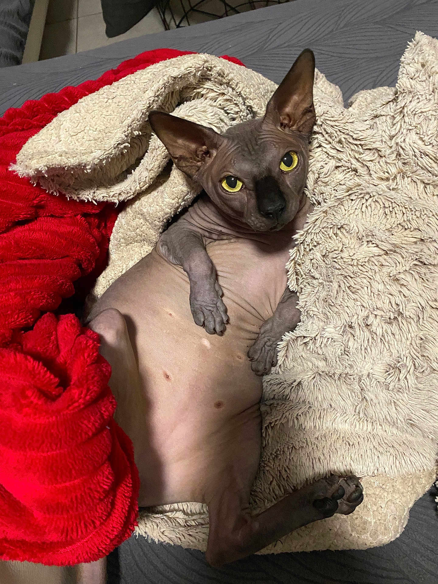 Beerus