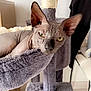 Beerus participe au concours pour gagner de l'argent avec cette photo : cat, sphynx_cat, hairless, cat_tree, hammock, indoor, pet, feline, wrinkles, ears, yellow_eyes, furless, resting, looking, animal, cozy, home, furniture, neutral_colors, closeup