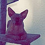 sphynx_cat, cat, pet, indoor, feline, cat_tree, animal, wrinkled_skin, ears, resting, platform, furless, texture, wall, household, cute, looking, relaxed, mammal, domestic