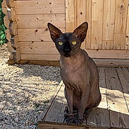 Beerus participe au concours pour gagner de l'argent avec cette photo : sphynx_cat, hairless_cat, cat, pet, animal, wooden_deck, gravel, outdoor, sunlight, shadow, ears, wrinkles, eyes, feline, resting, nature, wooden_wall, texture, closeup, portrait