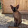 sphynx_cat, hairless_cat, cat, pet, animal, wooden_deck, gravel, outdoor, sunlight, shadow, ears, wrinkles, eyes, feline, resting, nature, wooden_wall, texture, closeup, portrait