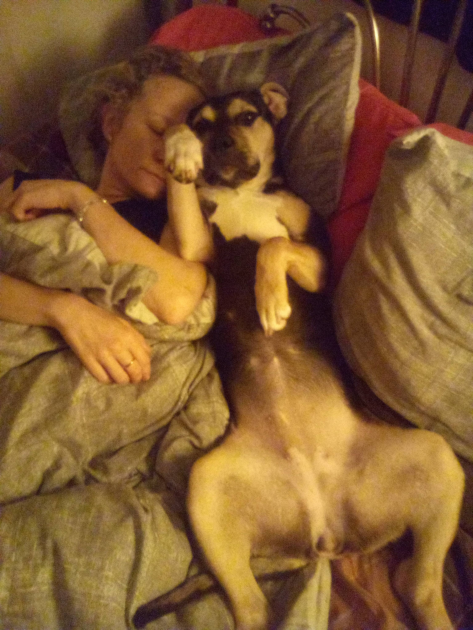 Bailee is registered to the contest to win money with this photo: canidae, carnivore, comfort, companion_dog, couch, dog, dog_breed, fawn, fur, human_leg, lap, nap, painting, sitting, snout, sporting_group, thigh, toy_dog, vertebrate, working_animal