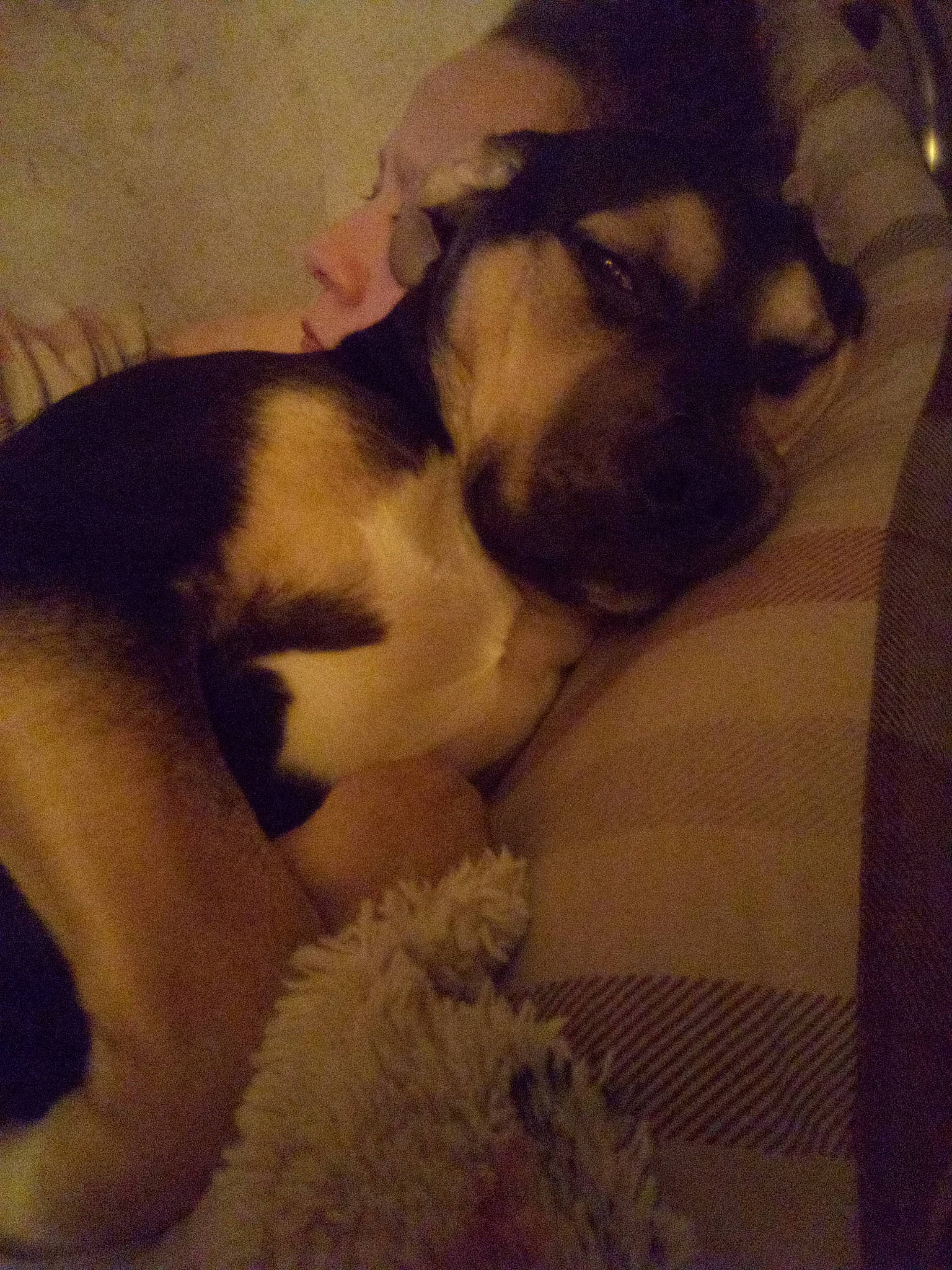 Bailee joined the competition — help win amazing prizes! bedtime, canidae, carnivore, cloud, comfort, companion_dog, dog, dog_breed, fawn, fur, nap, paw, puggle, puppy_love, sky, snout, sporting_group, tail, whiskers, working_animal