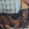 dog, dachshund, long_hair, wicker_chair, cushion, indoor, pet, resting, furniture, relaxed, brown, black_fur, animal, canine, household, cozy, portrait, laying_down, looking_at_camera, companion